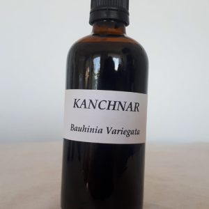 Kanchnar Photo